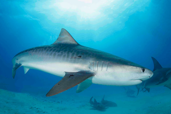 Baby Shark - Doherty Photography