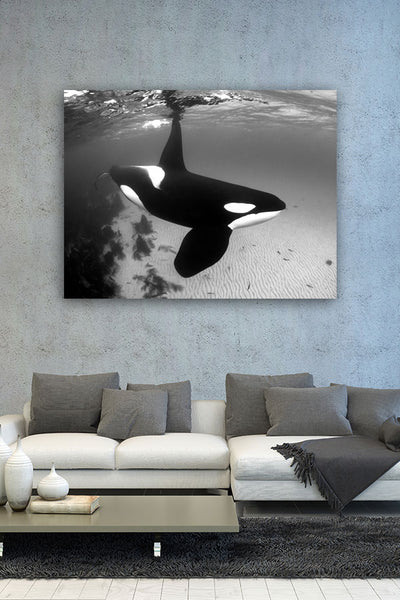 orca-samlple_grande.jpg?v=