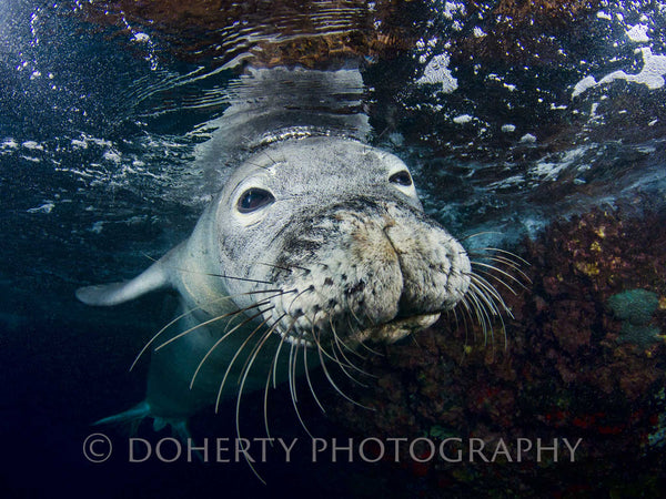 Marine Mammals