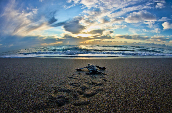 Sea Turtles