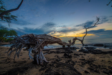 Driftwood