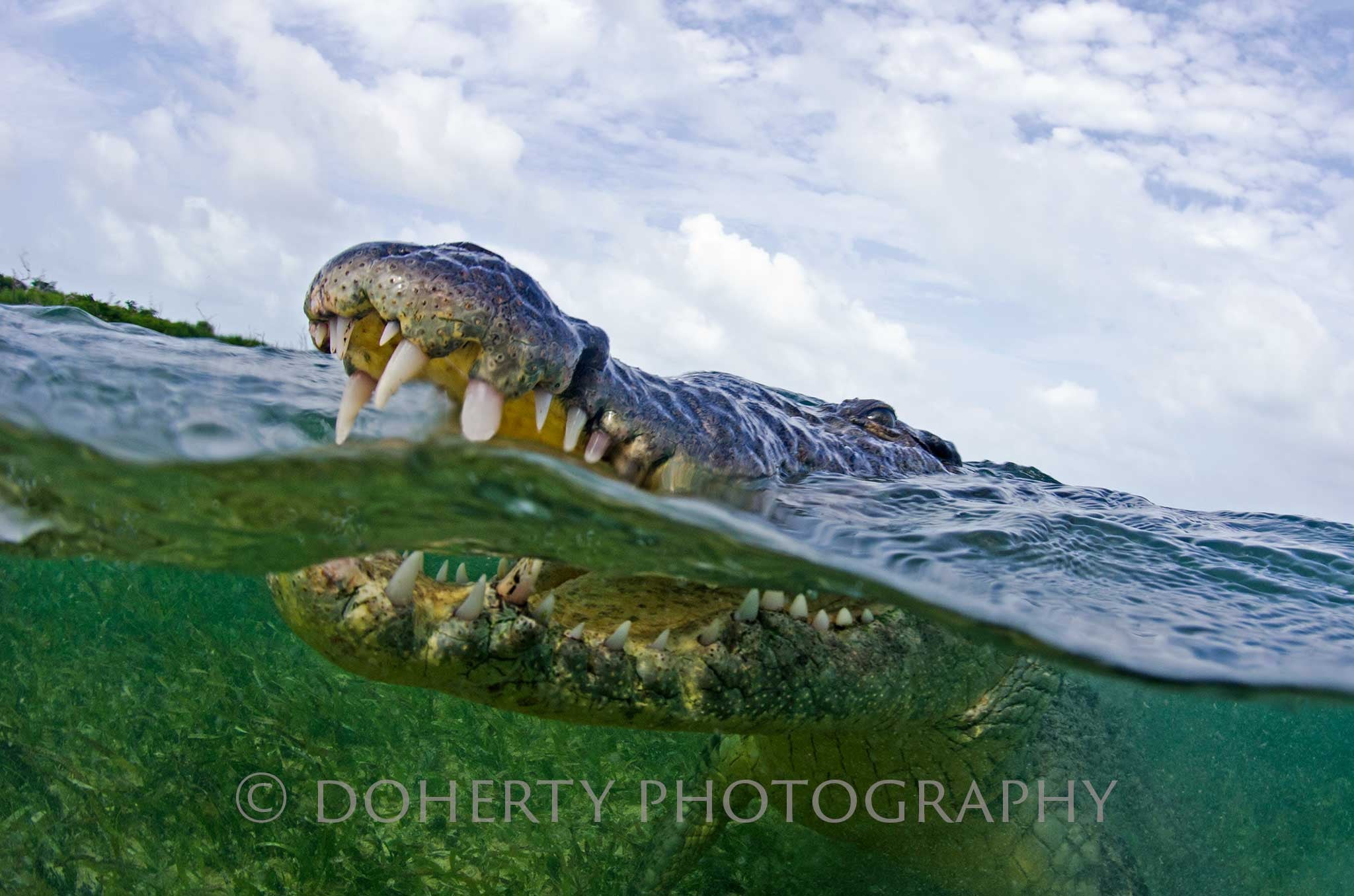 Crocodile Smile - Doherty Photography