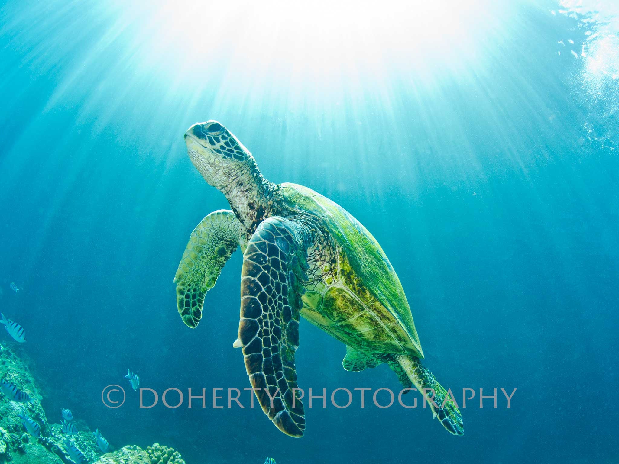 Hawaiian Green Sea Turtle - Doherty Photography