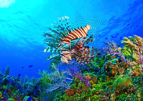 Lionfish - 2