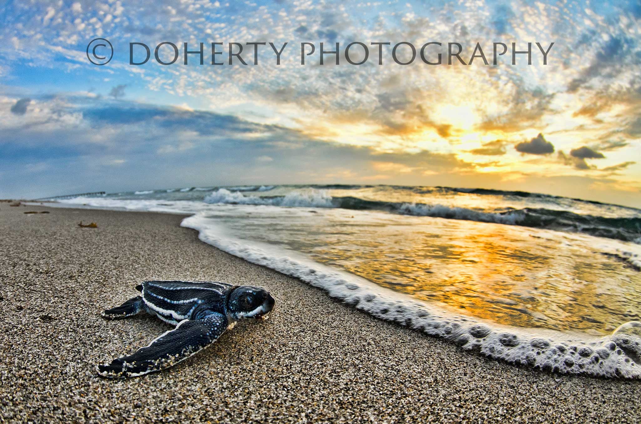 Surfs Up - Doherty Photography
