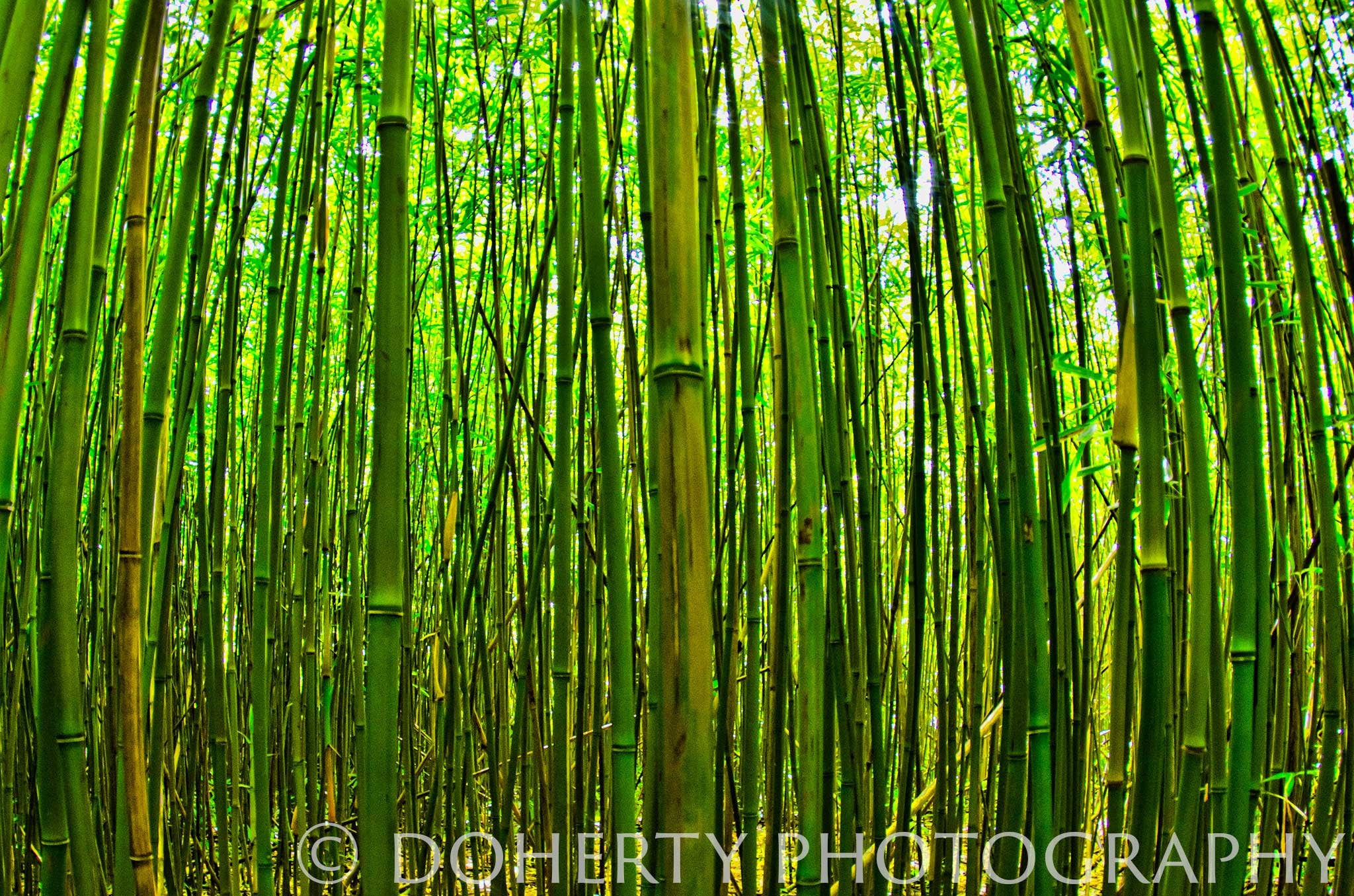 Bamboo Forest - Doherty Photography