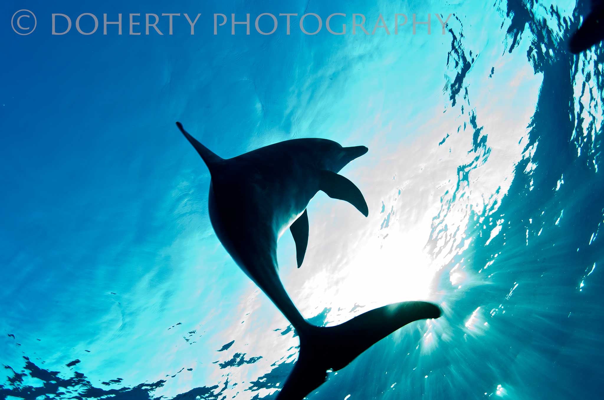 Atlantic Spotted Dolphin - Doherty Photography