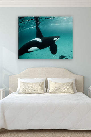 Orca